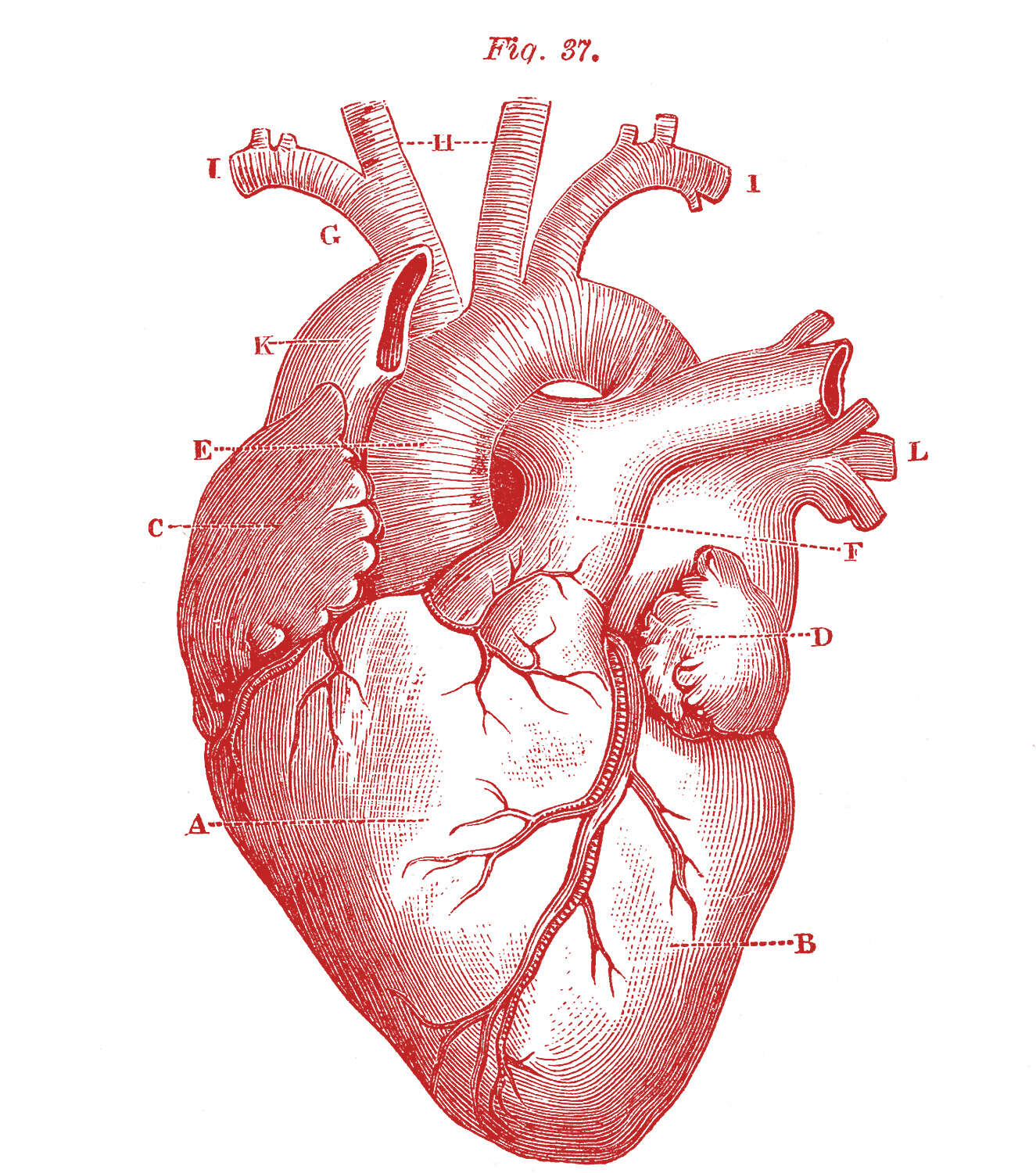Anatomical-Heart-Illustration-Red-GraphicsFairy.jpg