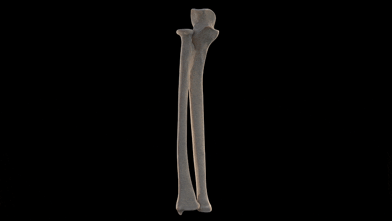 Pronation_and_Supination.gif