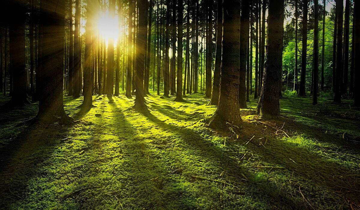 nature-3294681_19201-1200x700.jpg