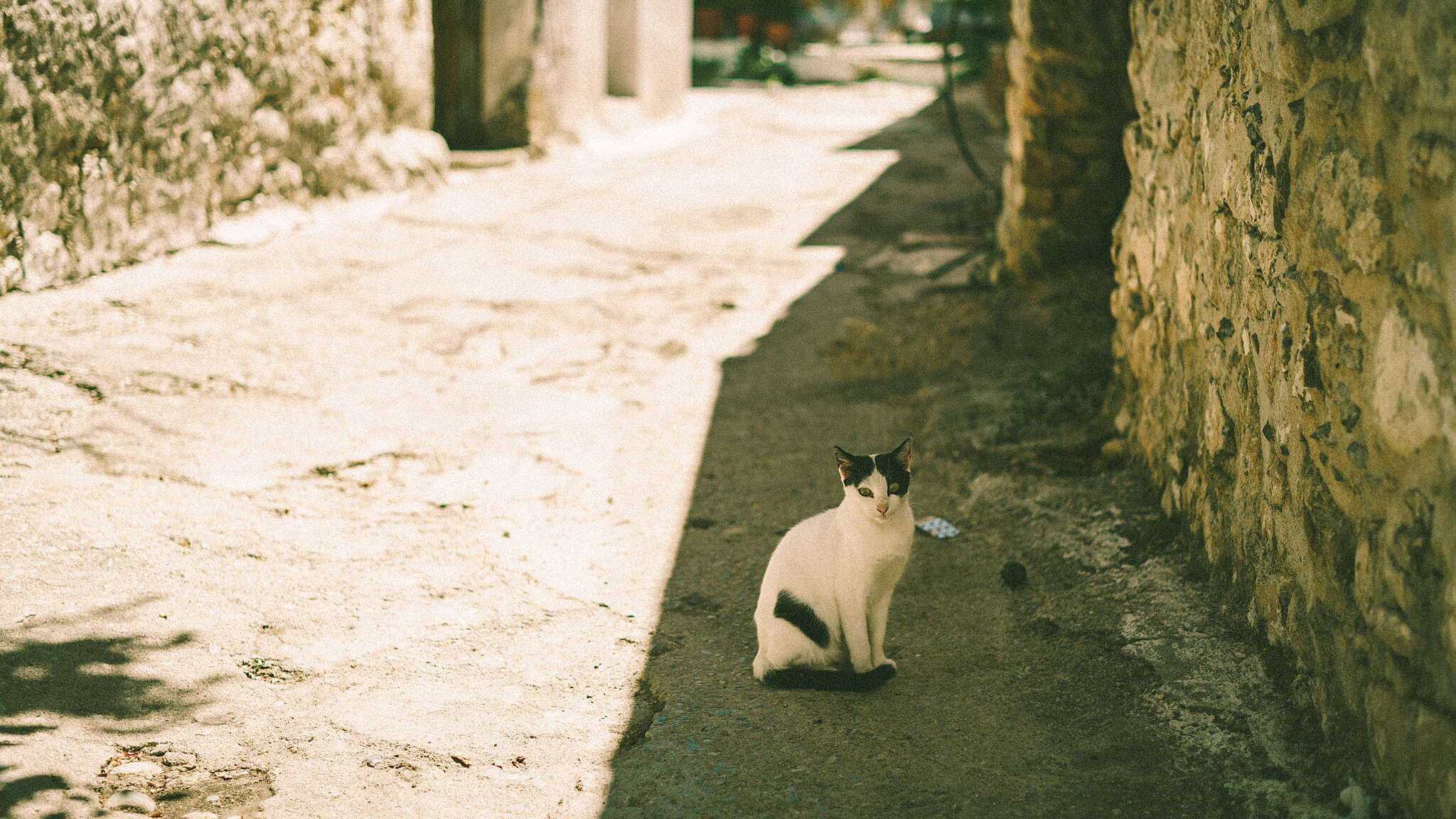 _A7_2496.jpg