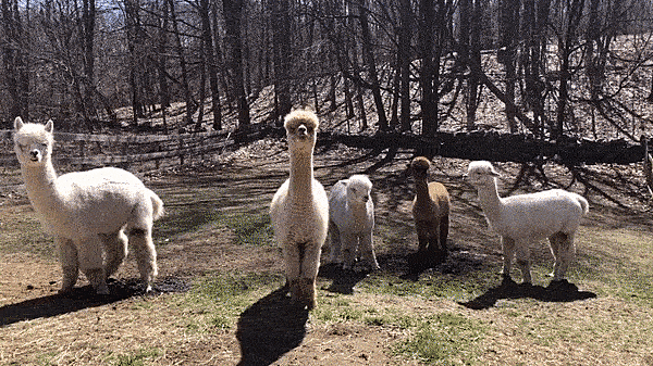 alpaca approach compressed.gif