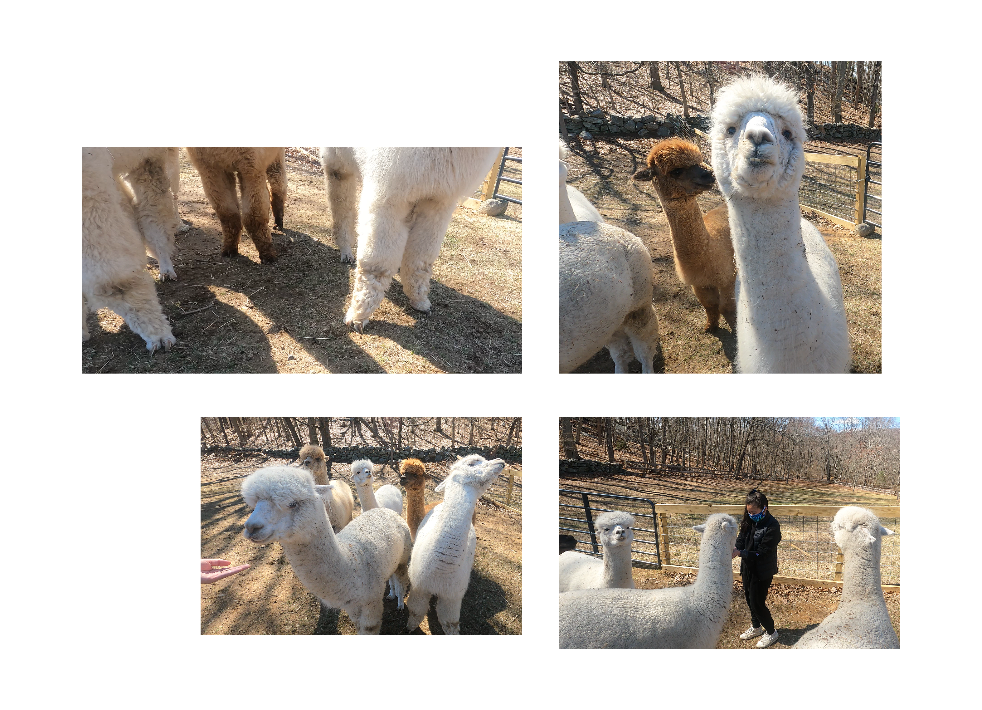 alpacas.png