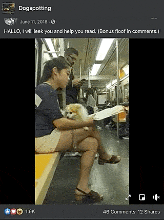 dogspotting_daisy_compressed_final.gif