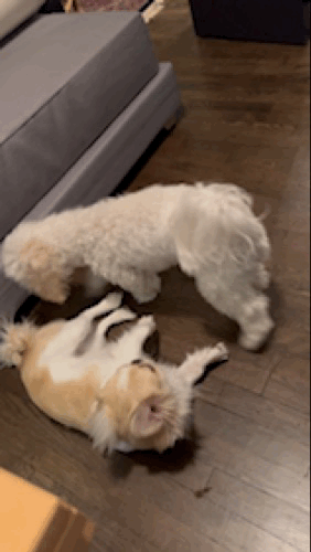 IMG_7798.gif