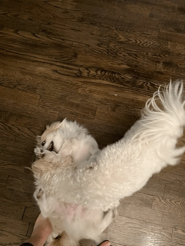 13E8A91E-5CB9-4E71-B3BA-FE64F7FE266C.gif