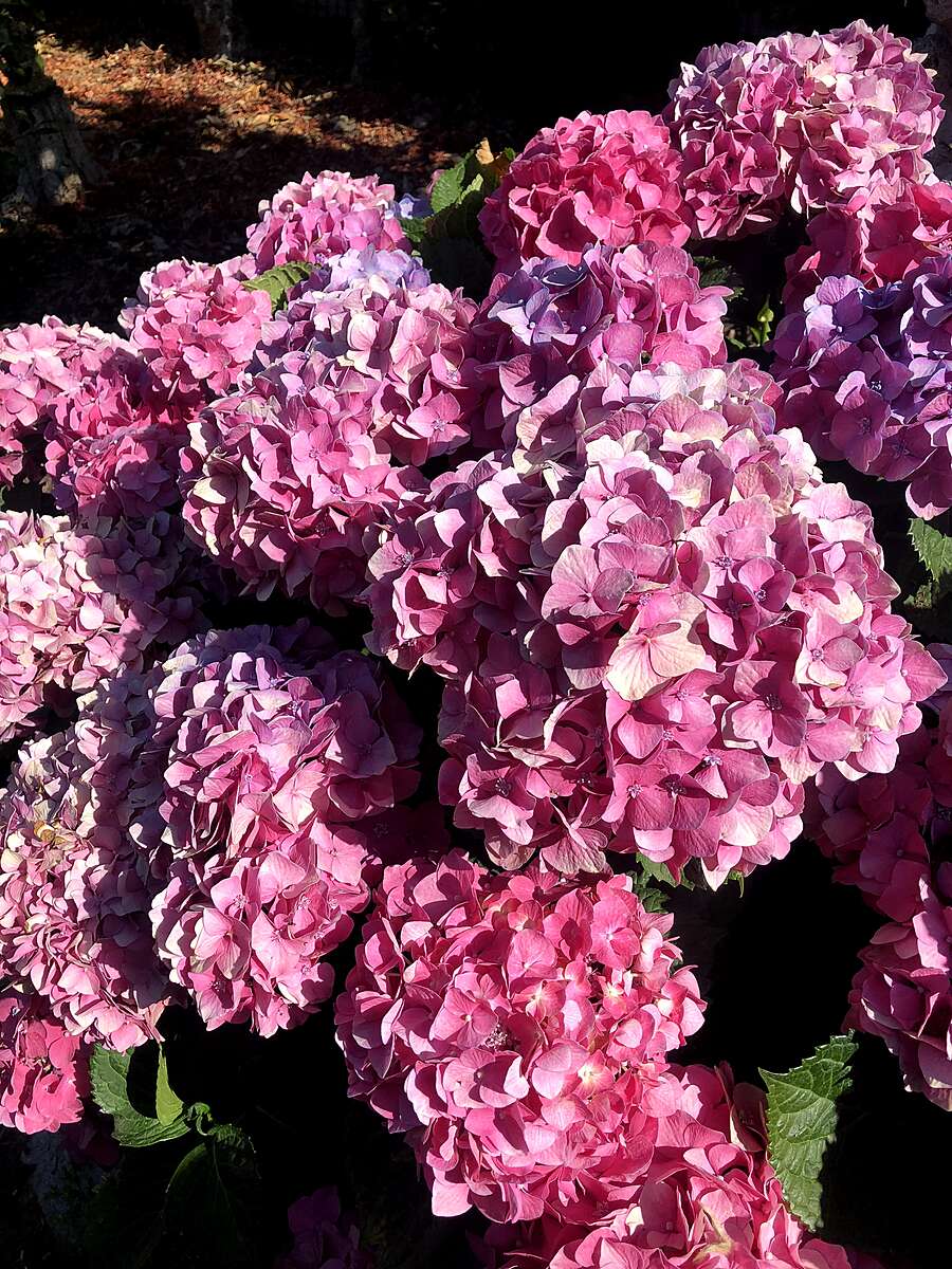 10 hydrangeas.jpg