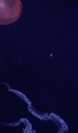 02 jellies.gif