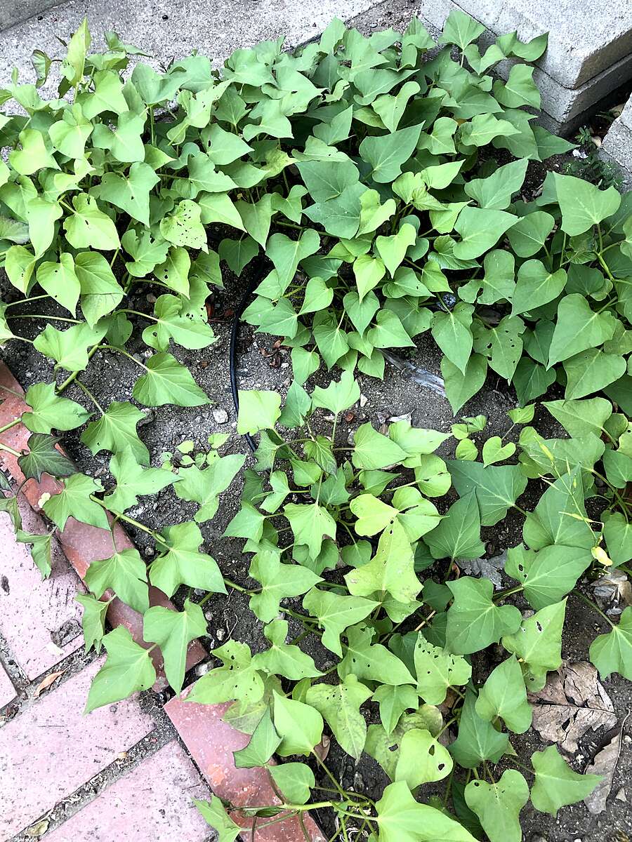 10 sweet potatoes.jpg