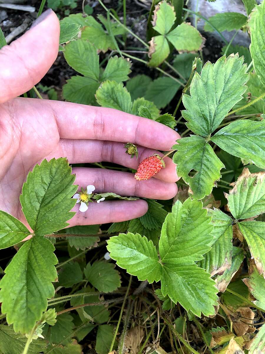 10 strawberry.jpg