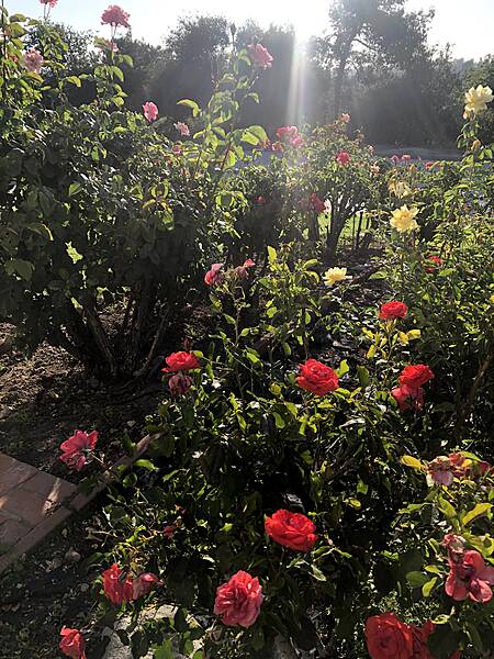10 roses.jpg