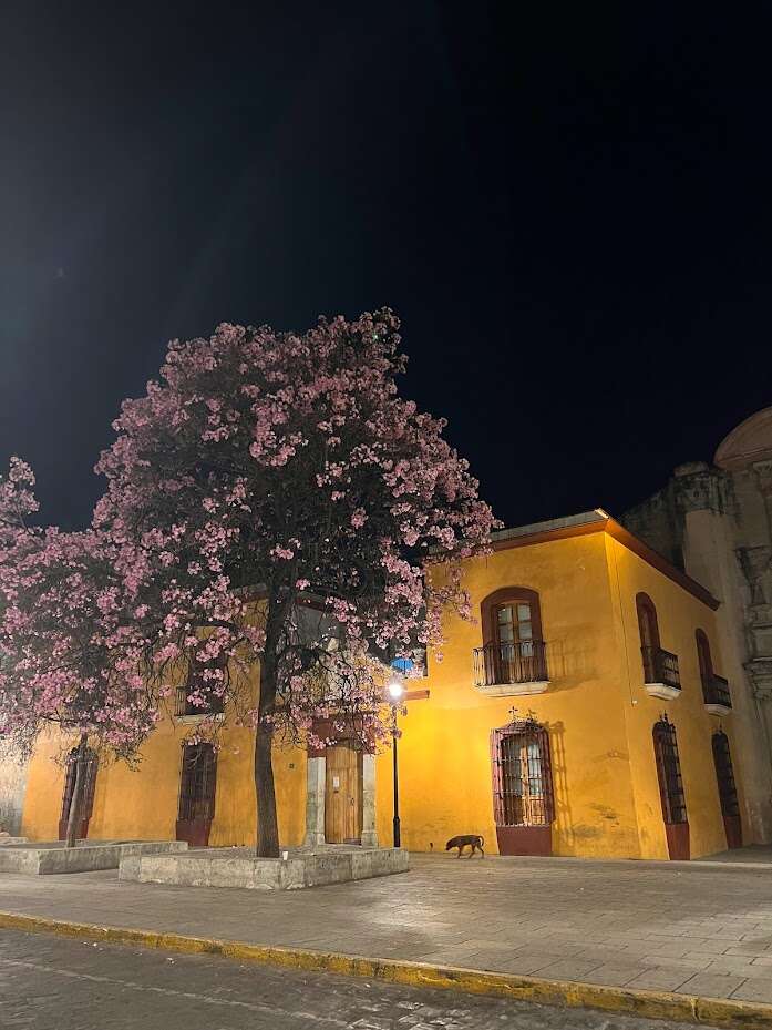 oaxaca 07.jpg