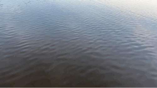 IMG_1331.gif