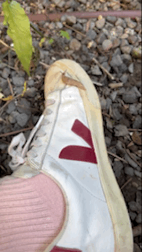 IMG_3096.gif