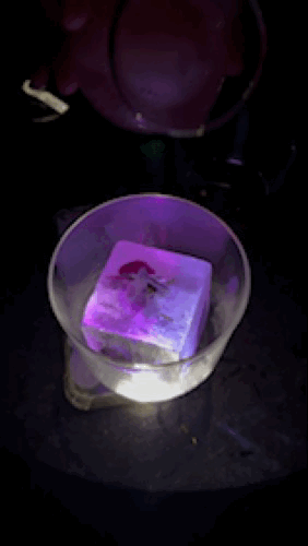 IMG_8479.gif