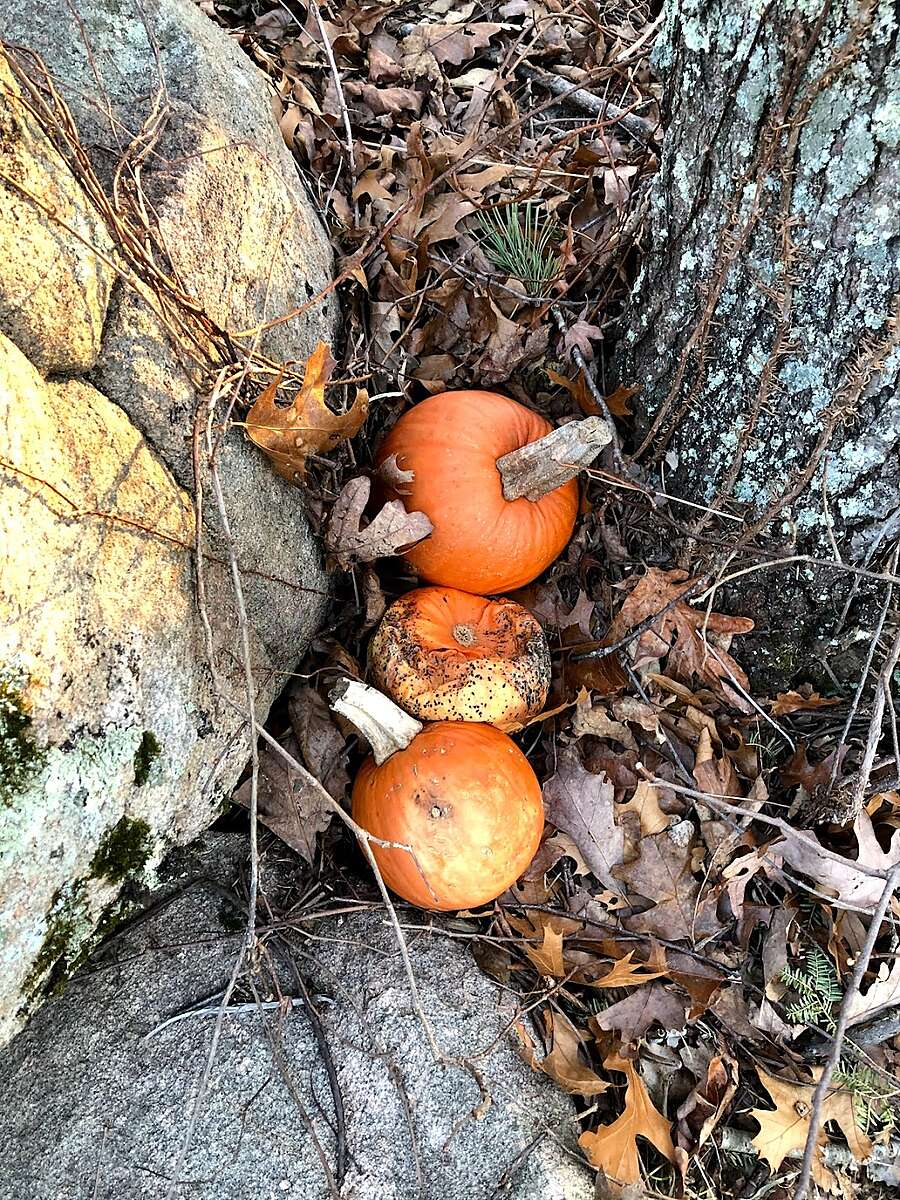 orange 2.jpg