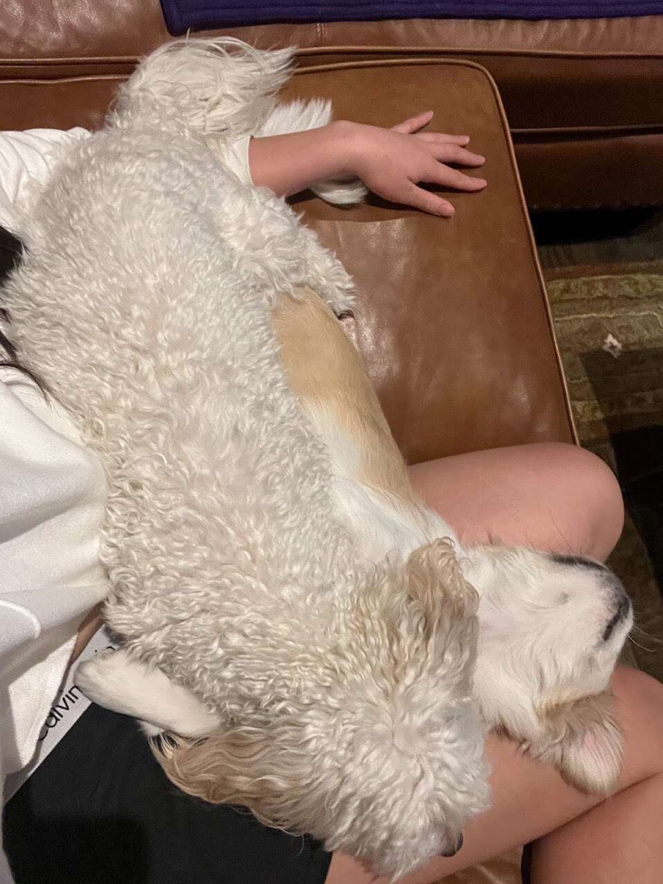 06 dog pile.jpg