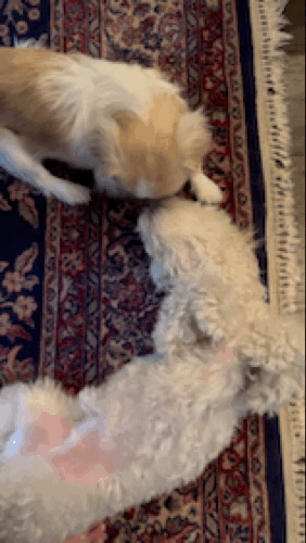 IMG_9612.gif