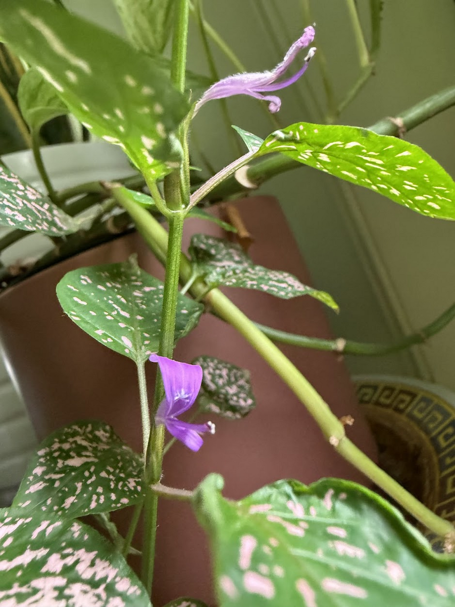 Pasted image 20260107154537.png