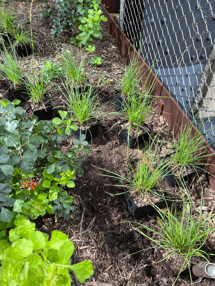 0808 planting.gif