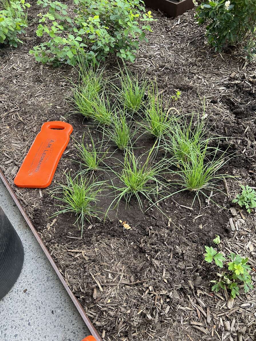 0804 planting.jpg