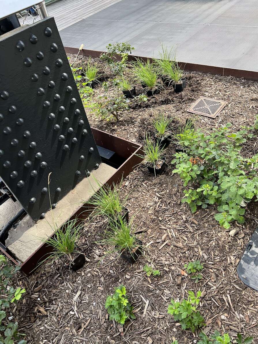0805 planting.jpg