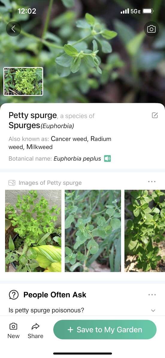 0812 euphorbia.jpg