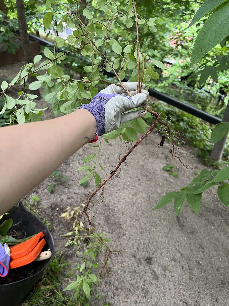 0606 root.jpg
