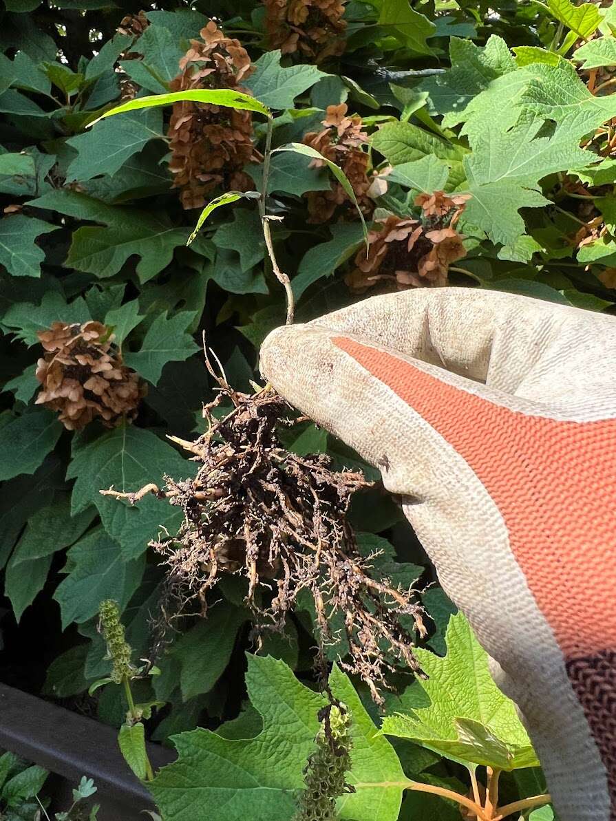 0821 root.jpg