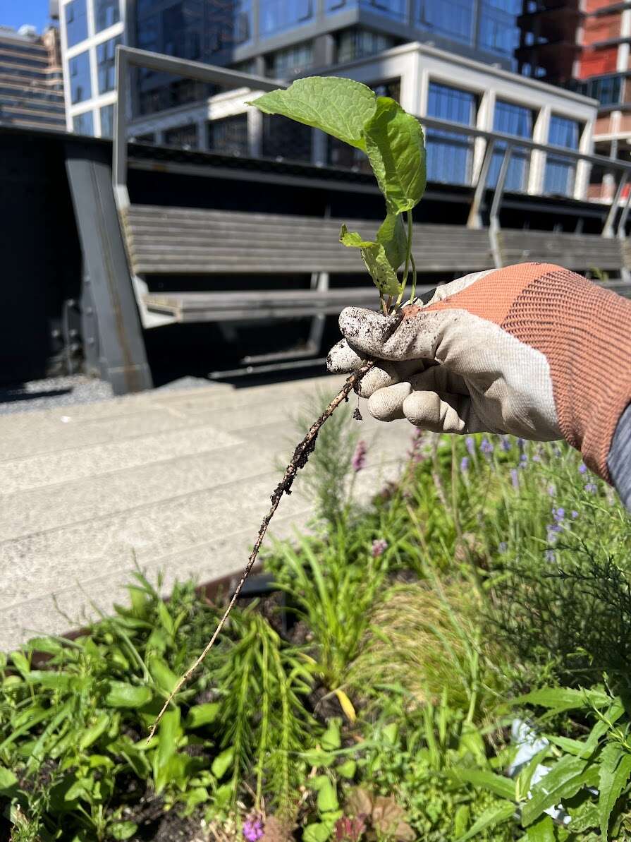 0710 root.jpg
