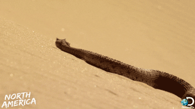 Sidewinder Snake.gif