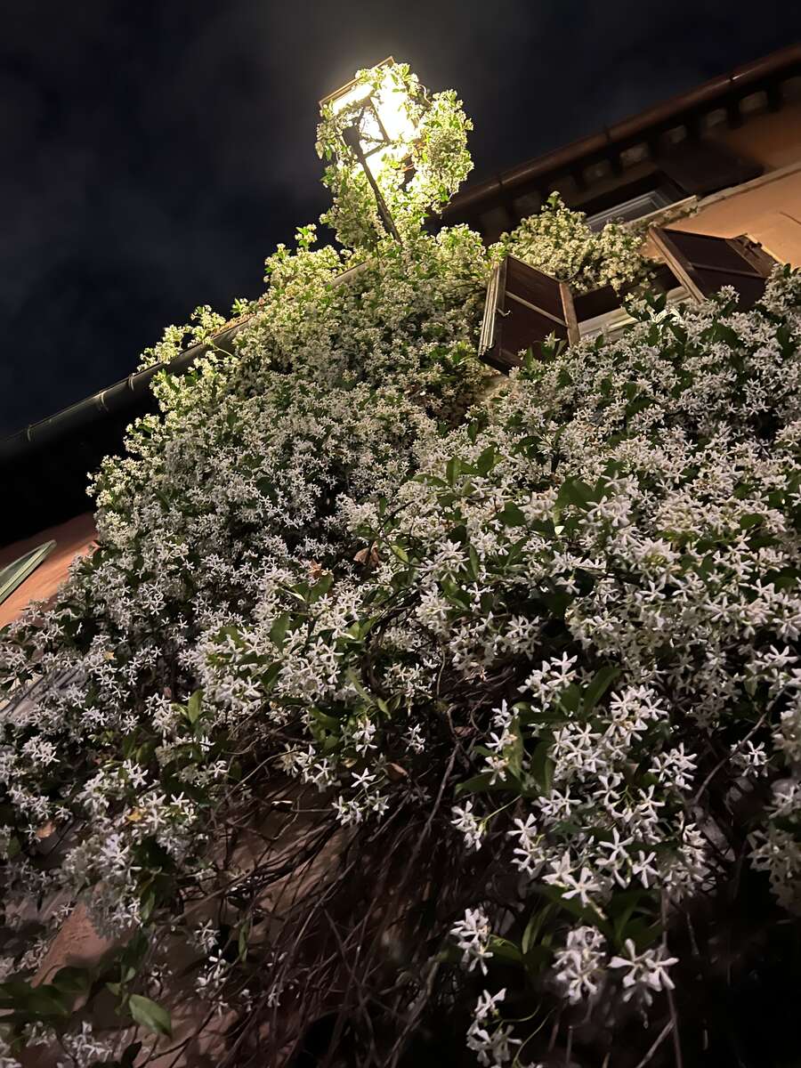 IMG_2664.jpg