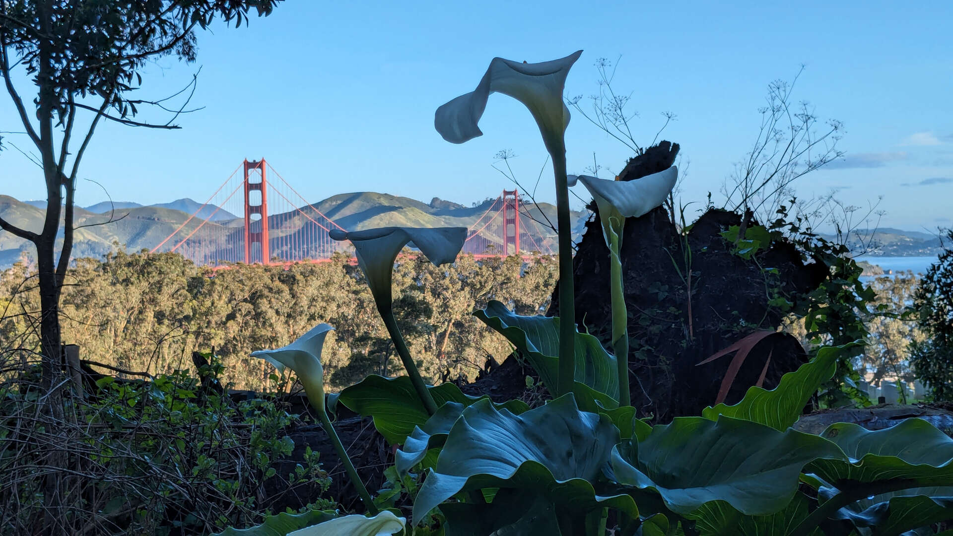 flowers.jpg