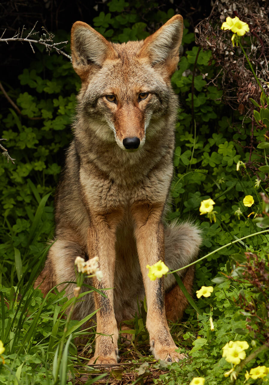 Urban_Coyote,_Bernal_Heights.jpg