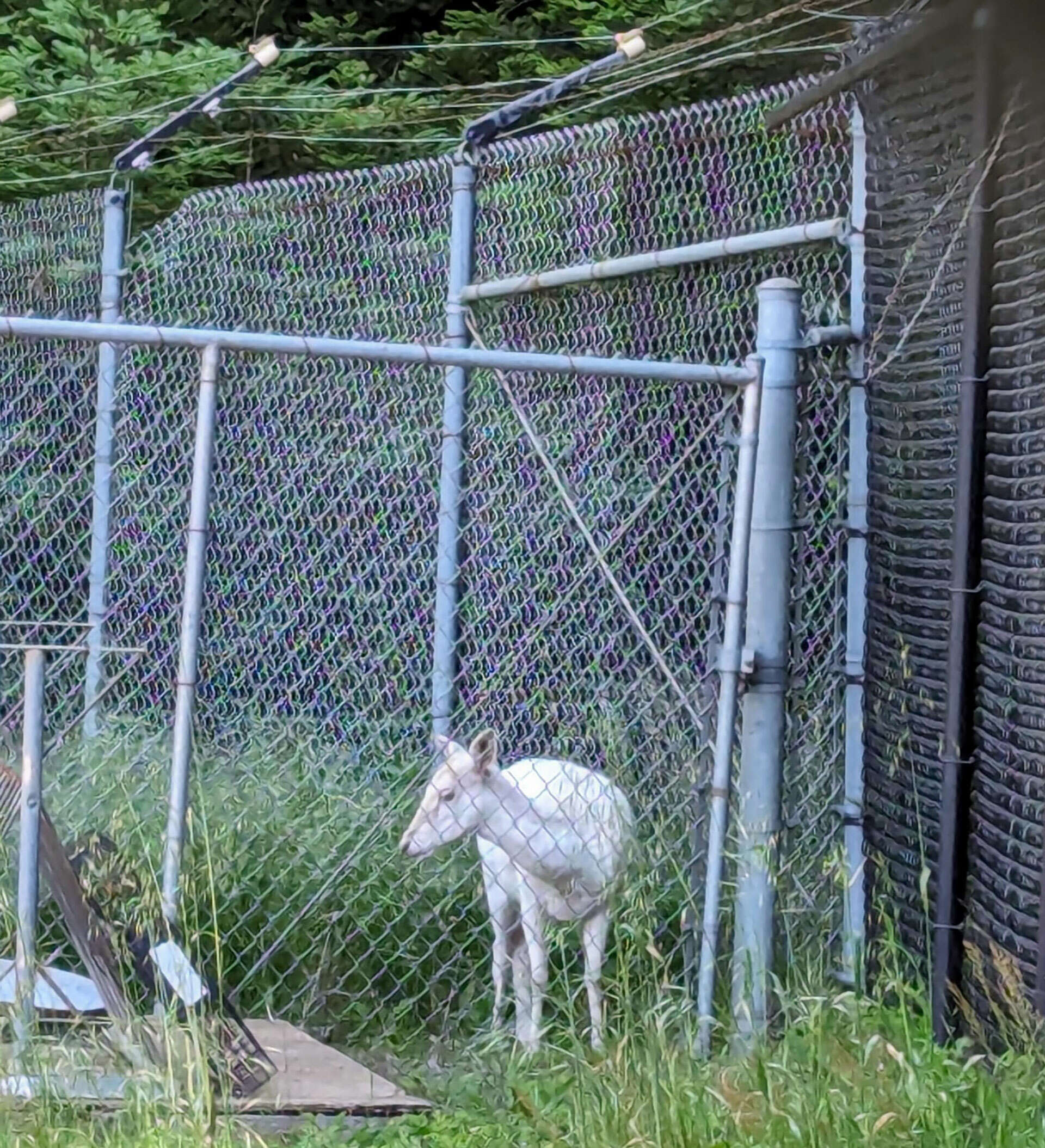 deer.jpg