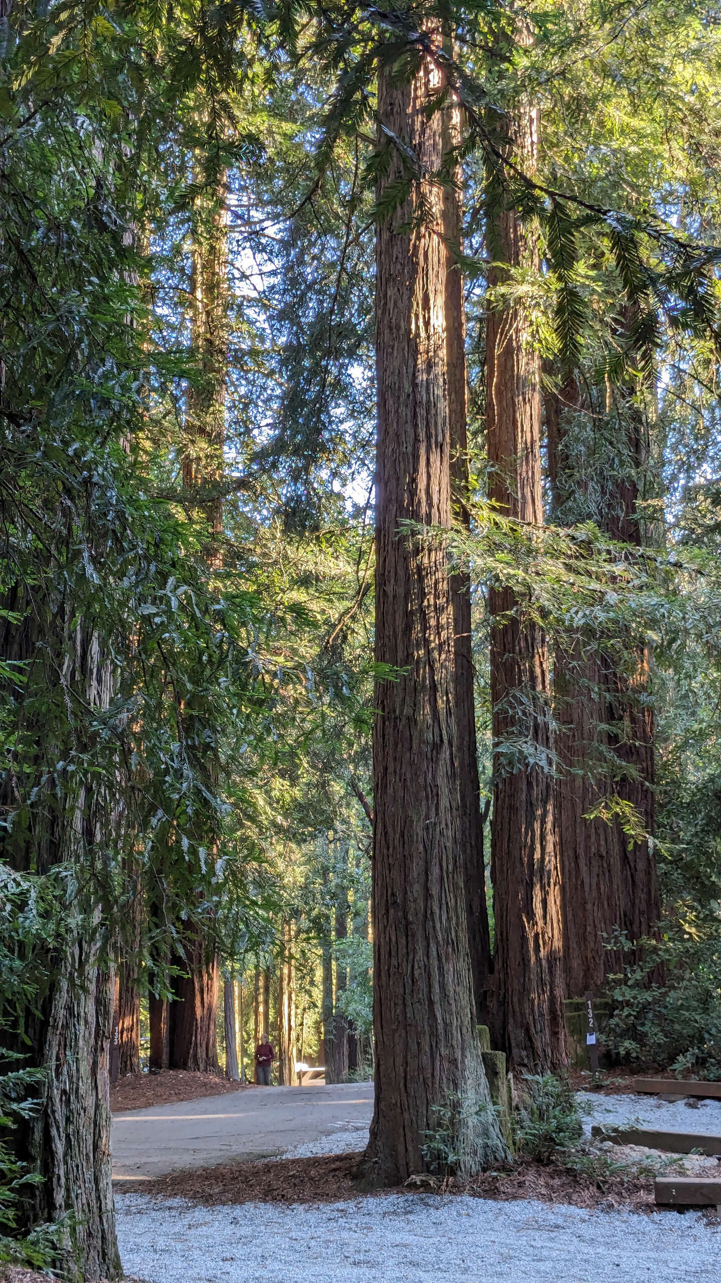 Redwood.jpg