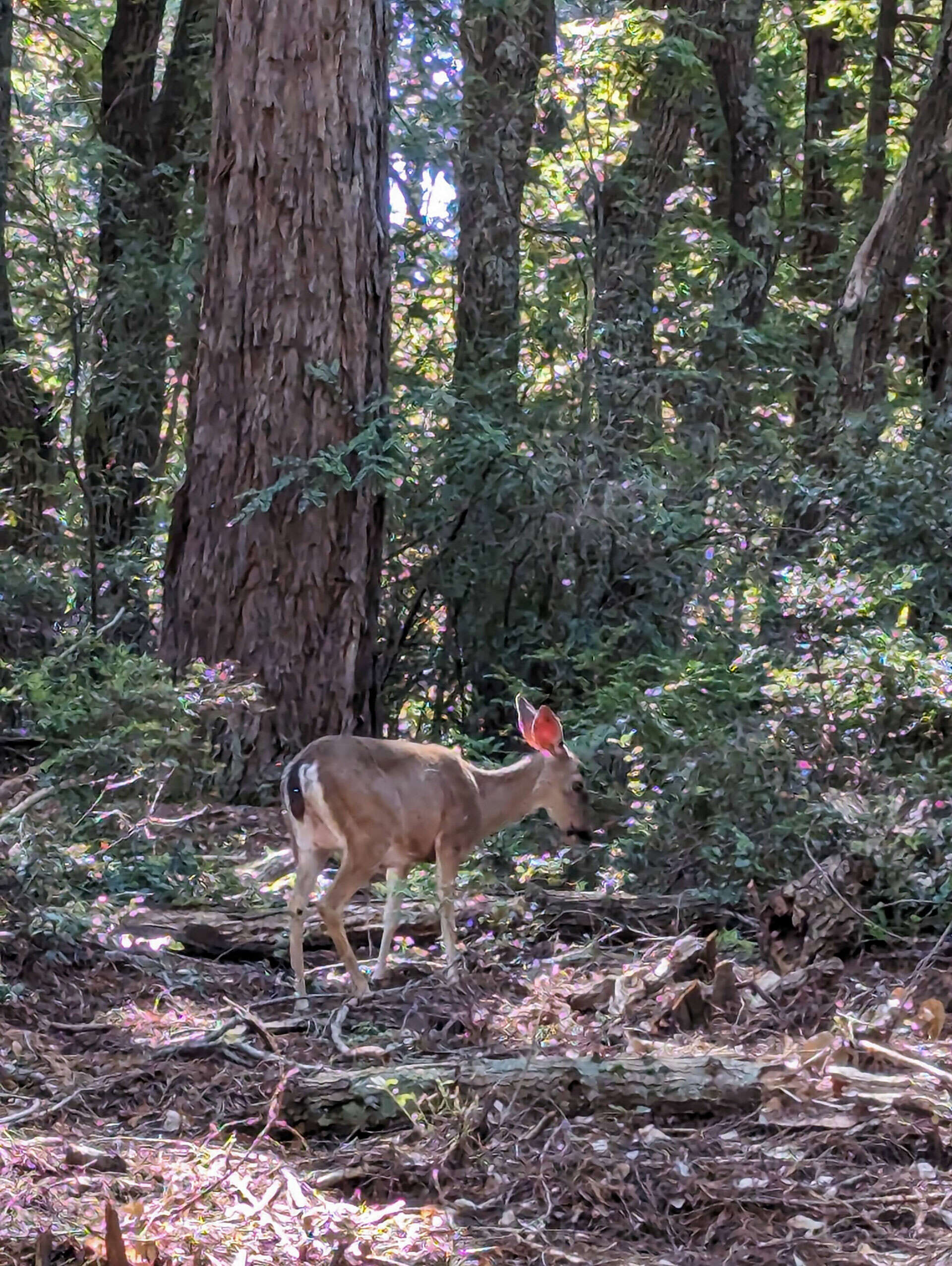 deer-real.jpg