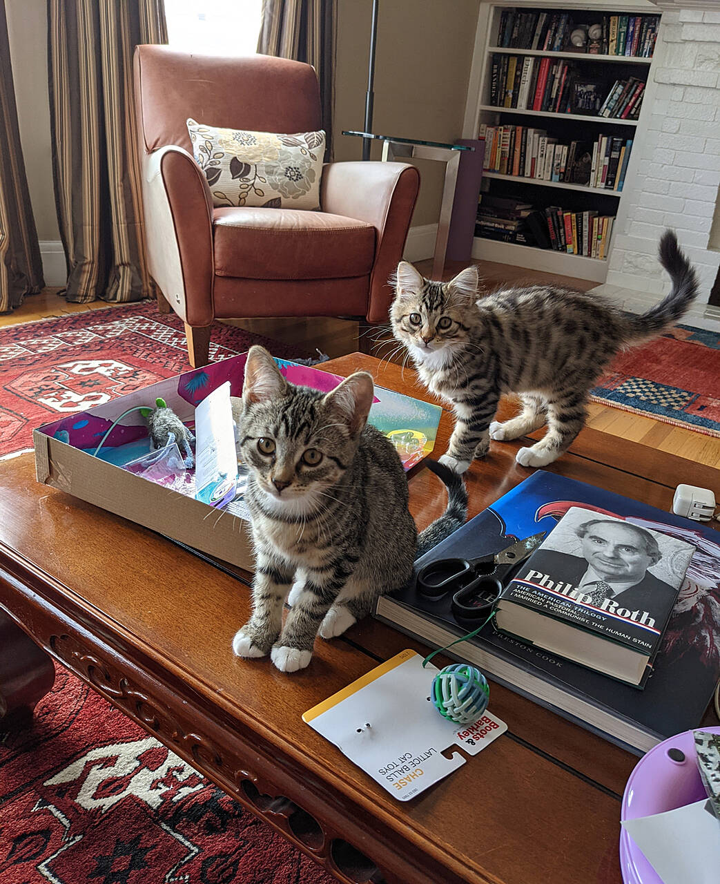 Kitties.jpg