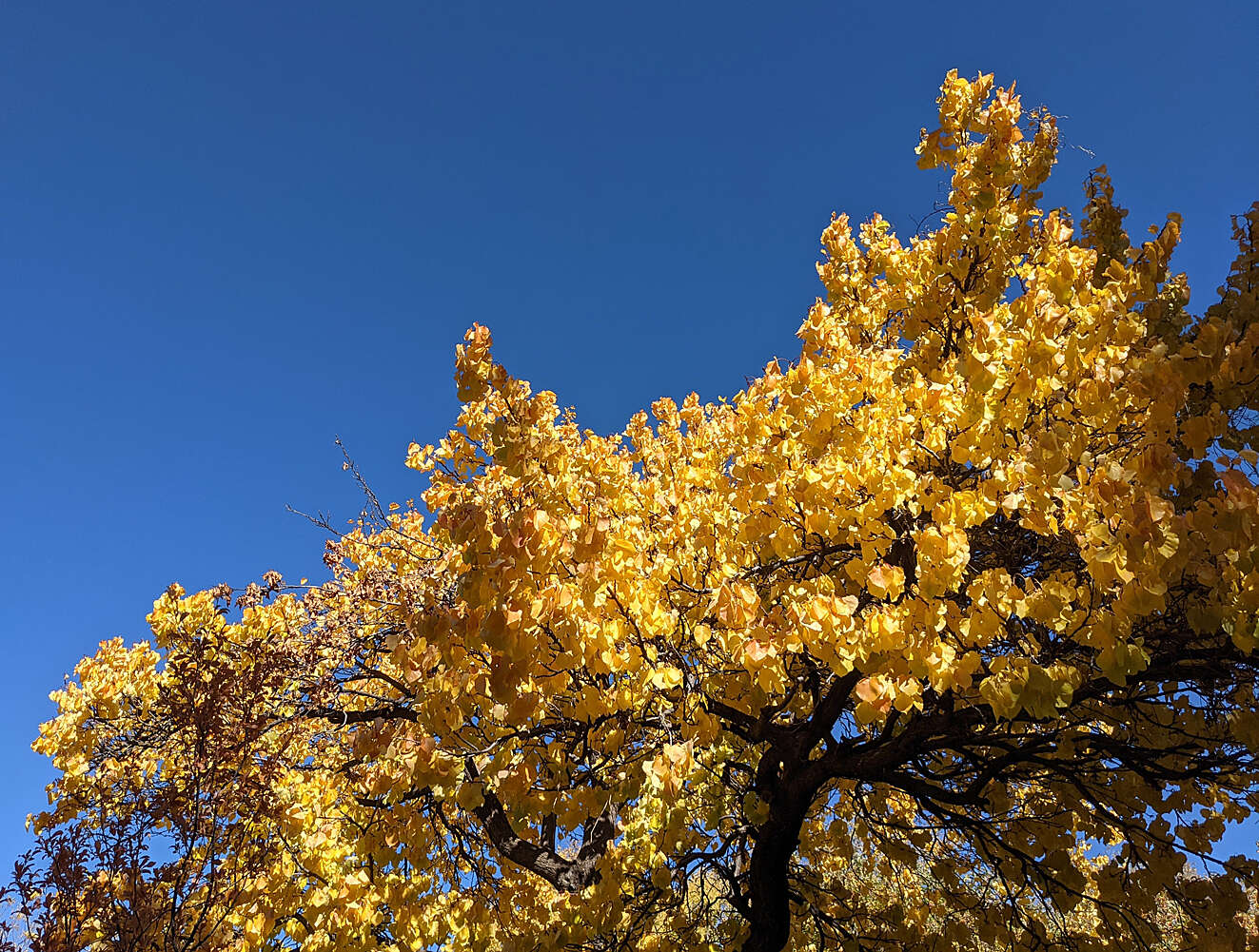 yellow.jpg