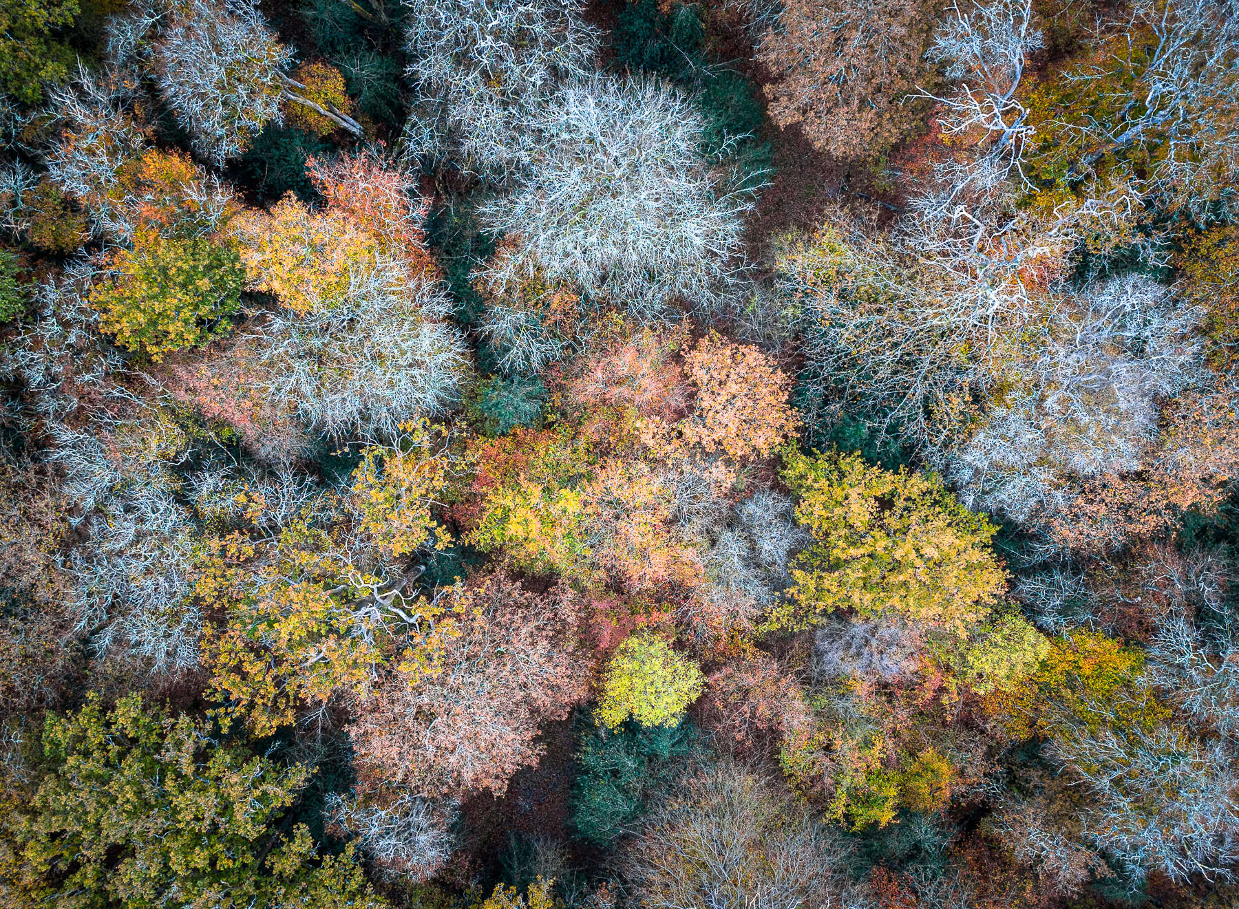 DJI_20231114073717_0119_D-2.jpg