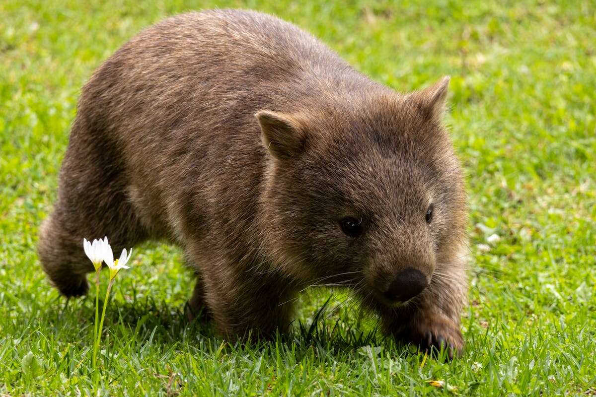 free-photo-of-wombat-on-grass-2960982620.jpg