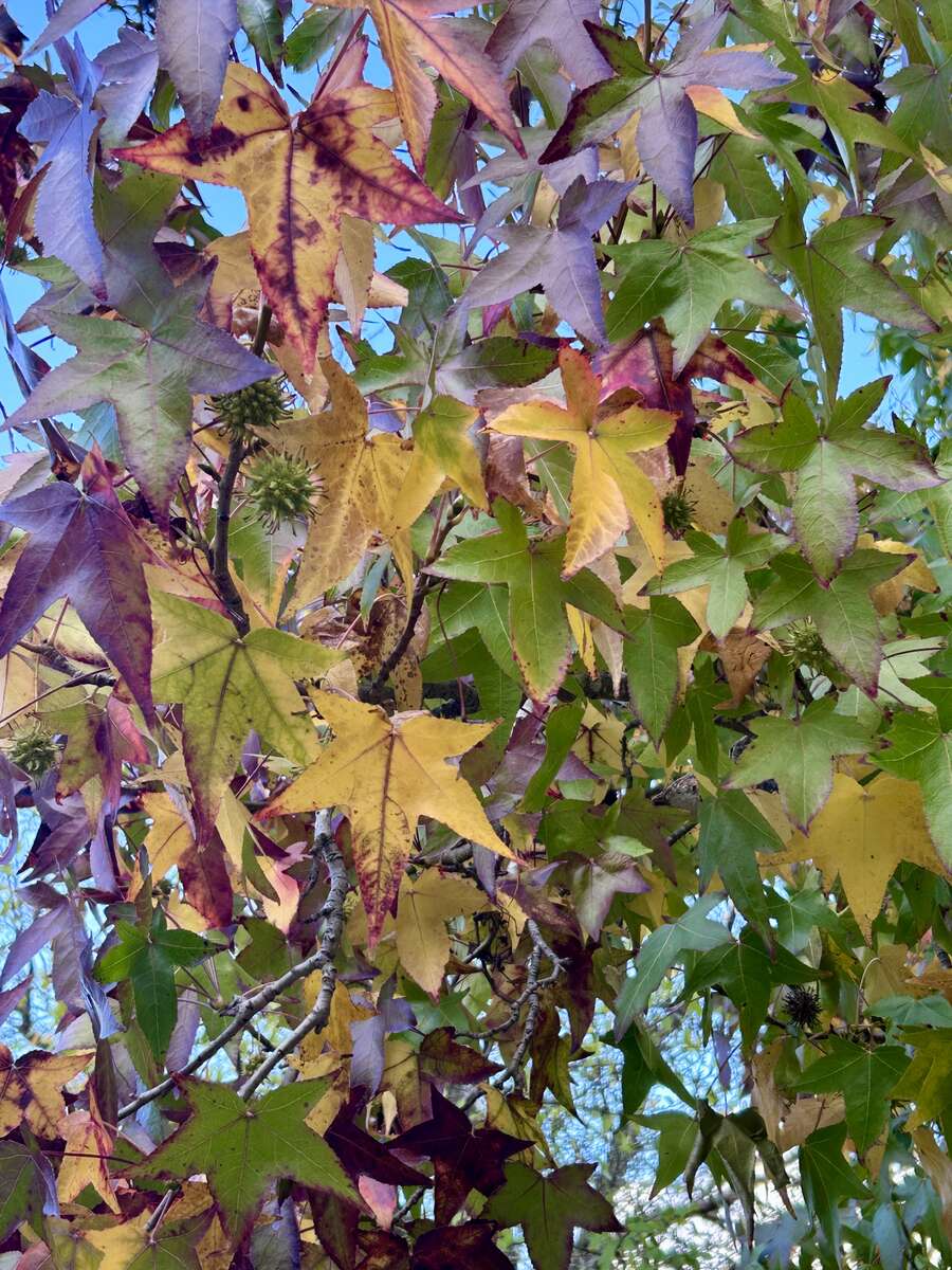 IMG_5987.JPG