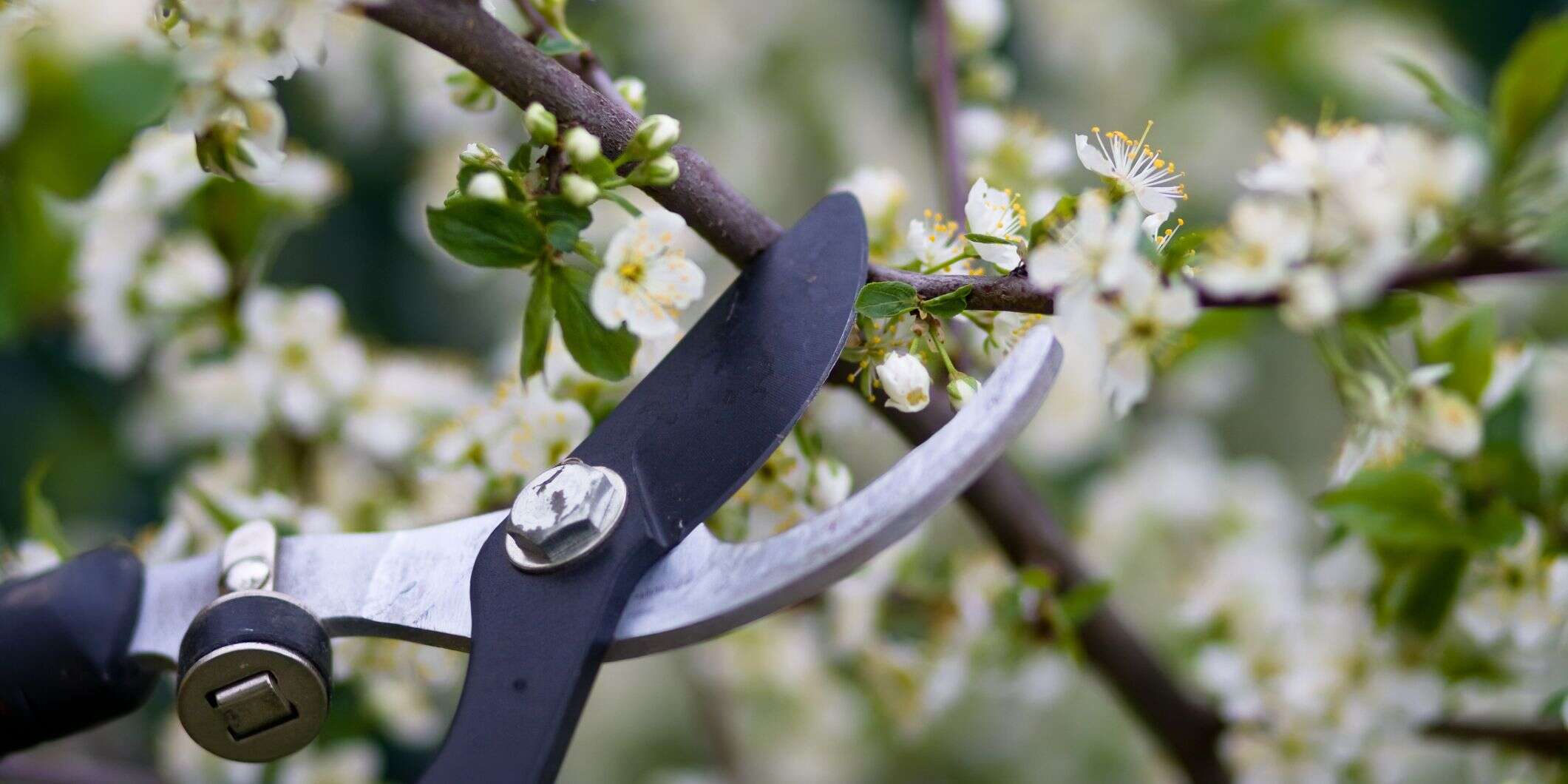 Pruning.jpg