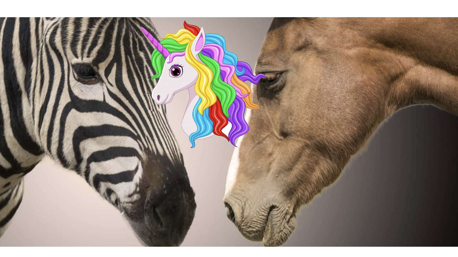 unicorn zebra workhourse.001.jpeg