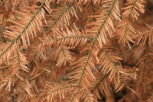 fir-branches-4694381_640.jpg