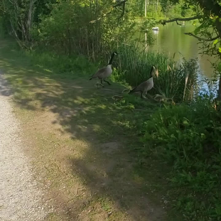 Goslings-at-the-Pond.mp4