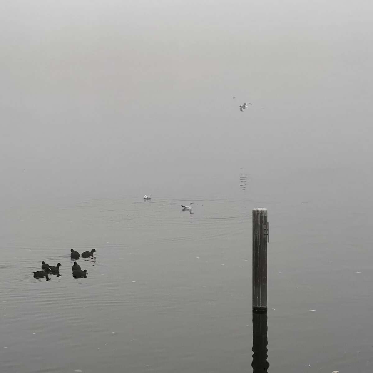IMG_5219.jpg
