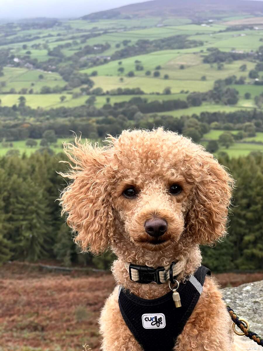yorkshire4.jpg