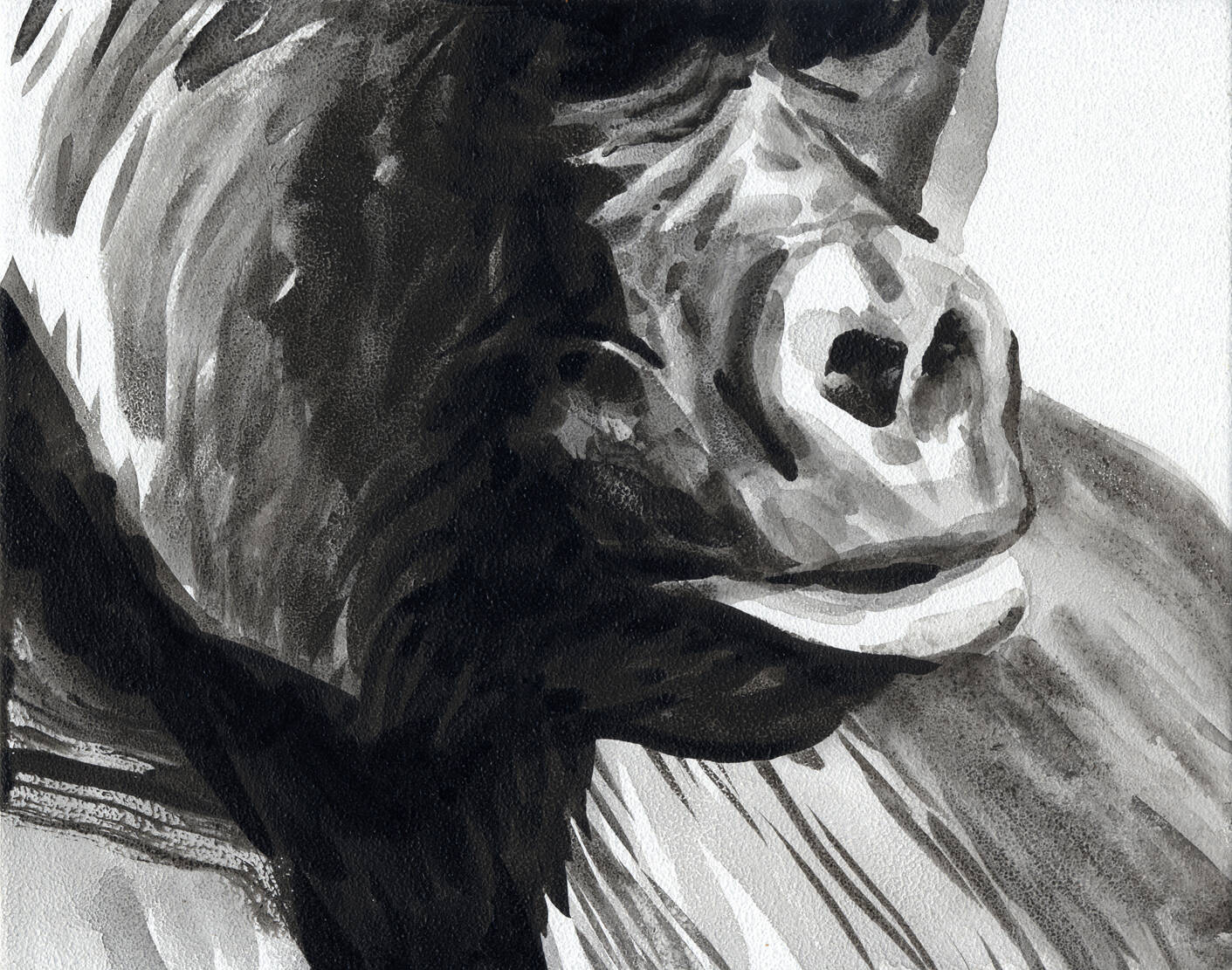 1-gorila.jpeg