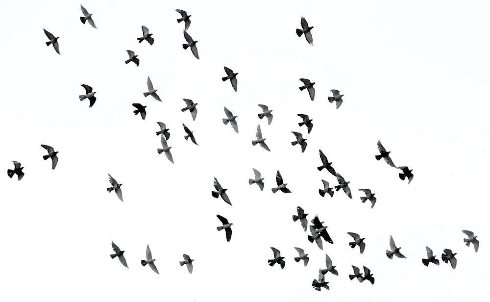 mehdi-sepehri-cX0Yxw38cx8-unsplash.jpeg