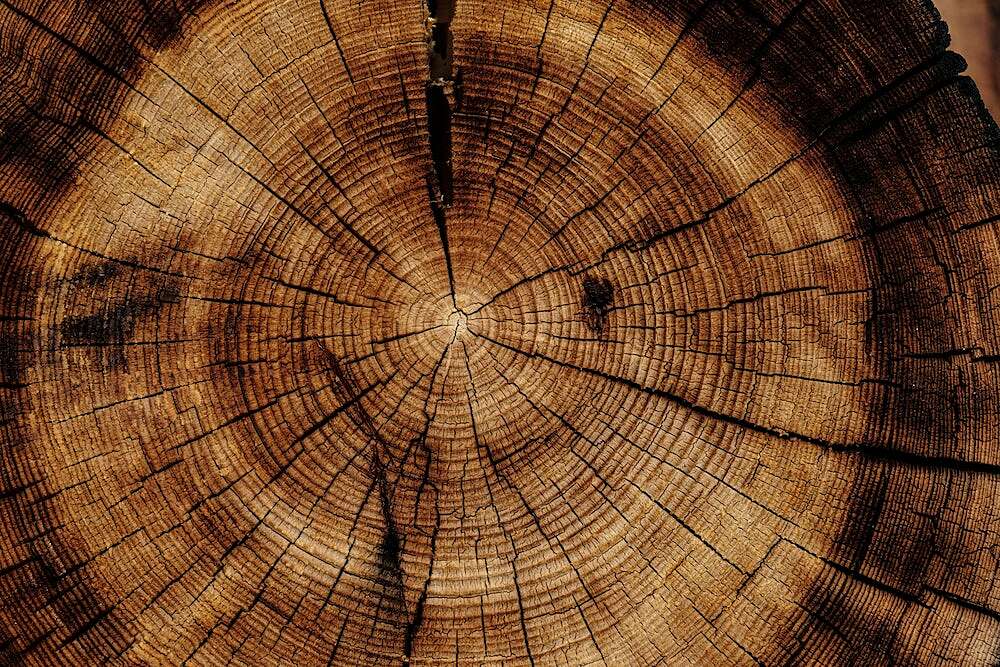 joel-jasmin-forestbird-xzPMUMDDsfk-unsplash.jpeg